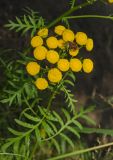 Tanacetum vulgare
