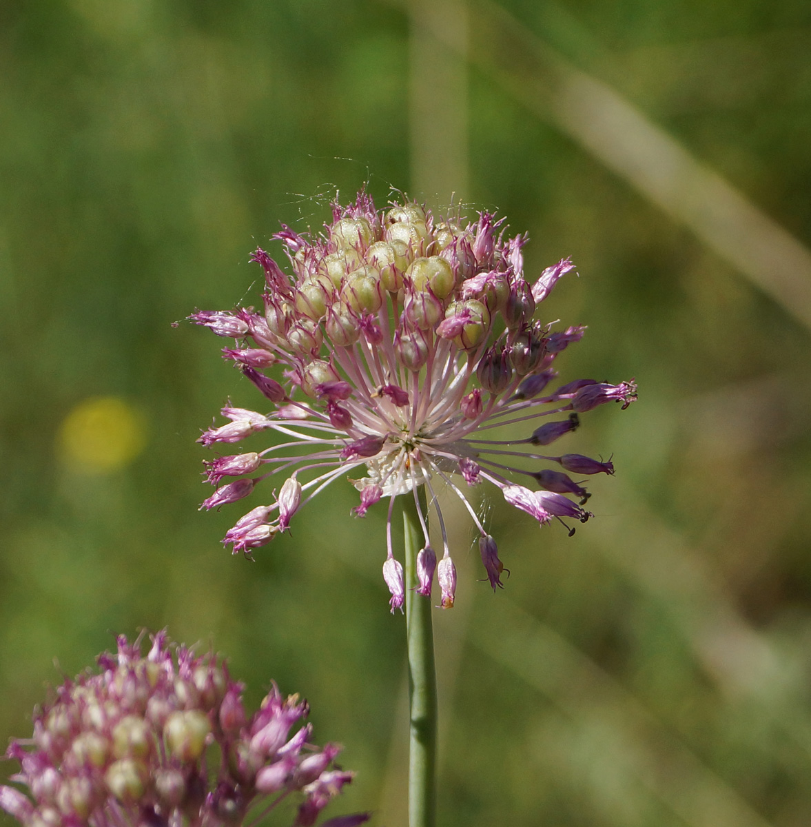 Image of Allium pallasii specimen.