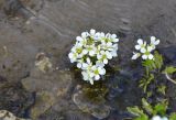 Cardamine amara