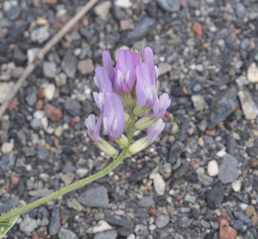 Image of genus Astragalus specimen.