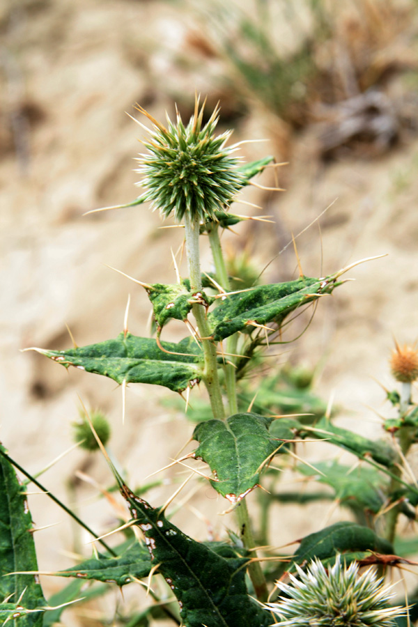 Изображение особи Echinops lipskyi.