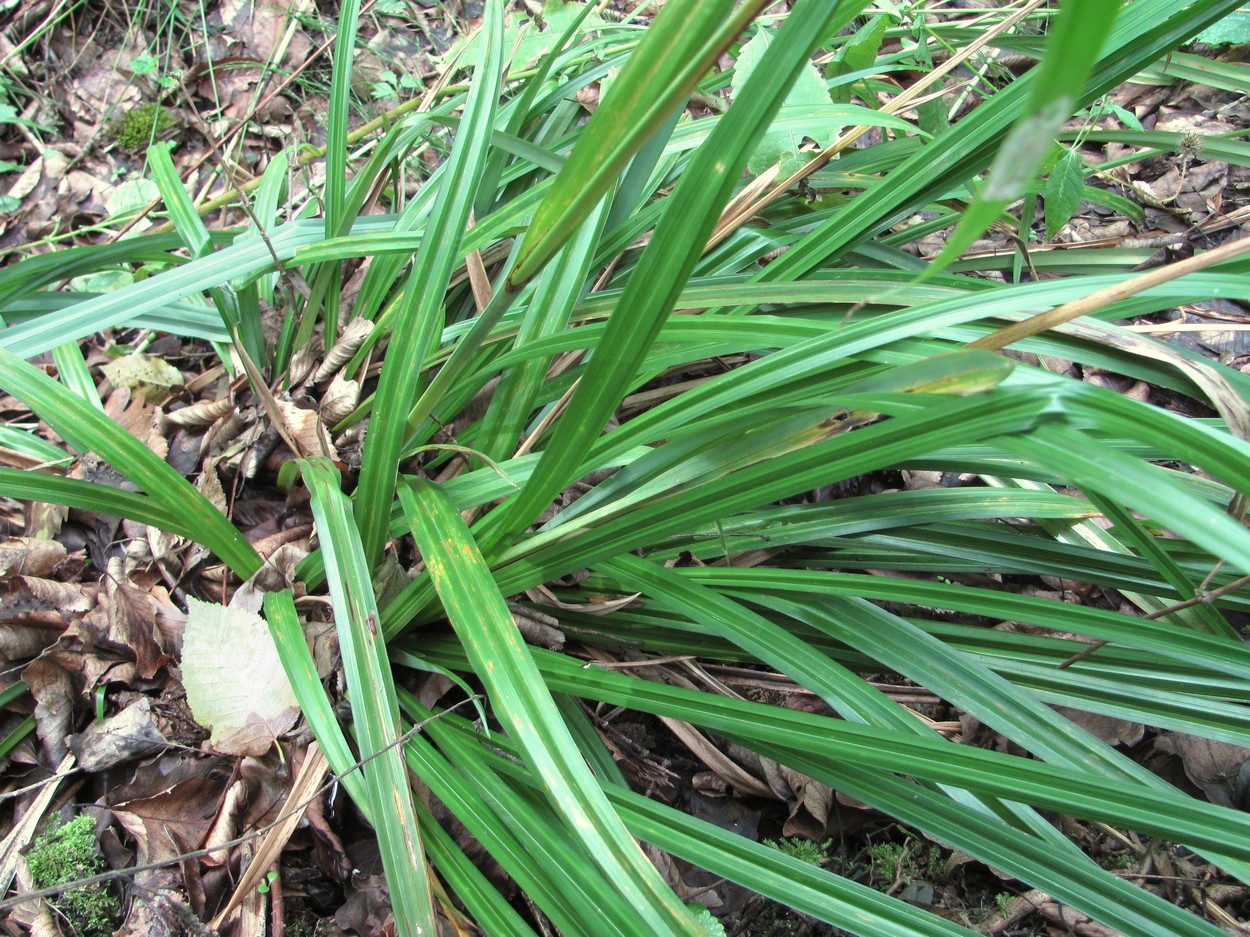 Image of Carex pendula specimen.