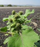 Xanthium strumarium