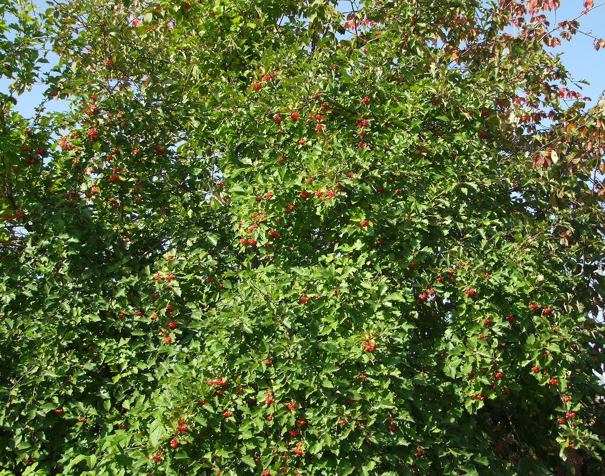 Изображение особи Crataegus dahurica.