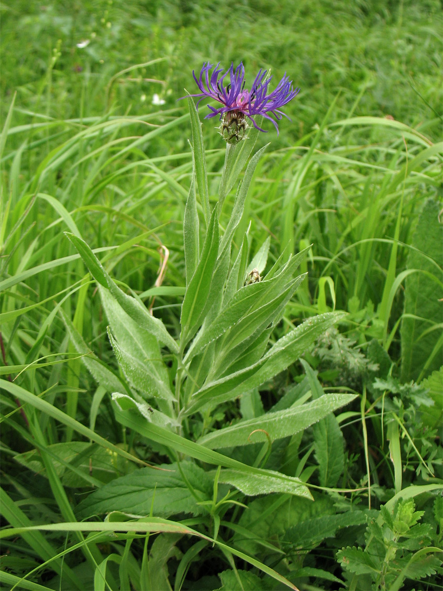 Image of Centaurea stricta specimen.