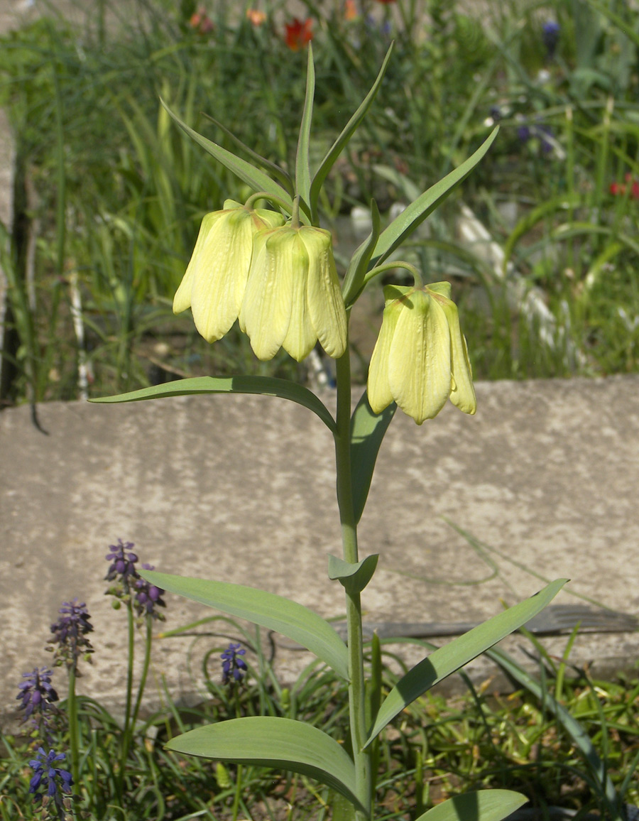 Изображение особи Fritillaria pallidiflora.