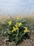 Juno orchioides