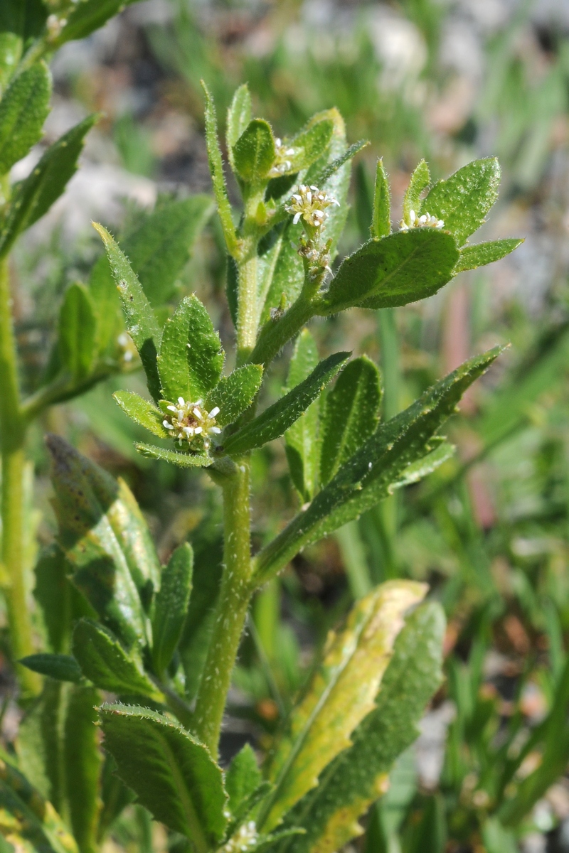 Изображение особи Euclidium syriacum.