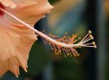 Hibiscus rosa-sinensis. Часть цветка. Израиль, г. Бат-Ям, в культуре, 12.07.2017.
