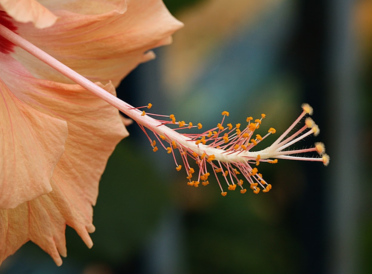 Image of Hibiscus rosa-sinensis specimen.