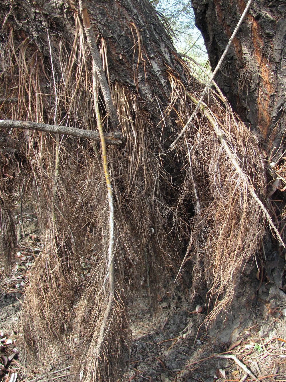 Image of Salix babylonica specimen.