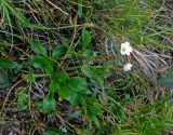 Claytonia joanneana. Цветущее растение. Красноярский край, Ермаковский р-н, природный парк \"Ергаки\", гора Птица, ≈ 2100 м н.у.м., горная тундра. 17.07.2018.