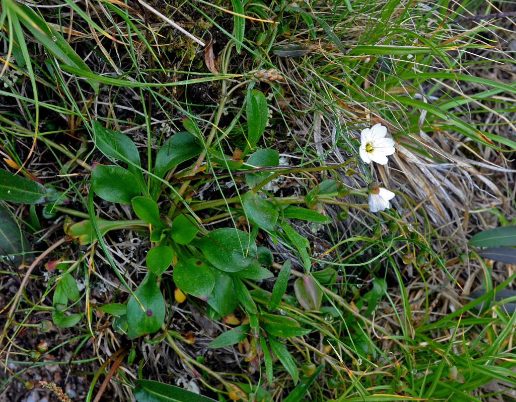 Image of Claytonia joanneana specimen.