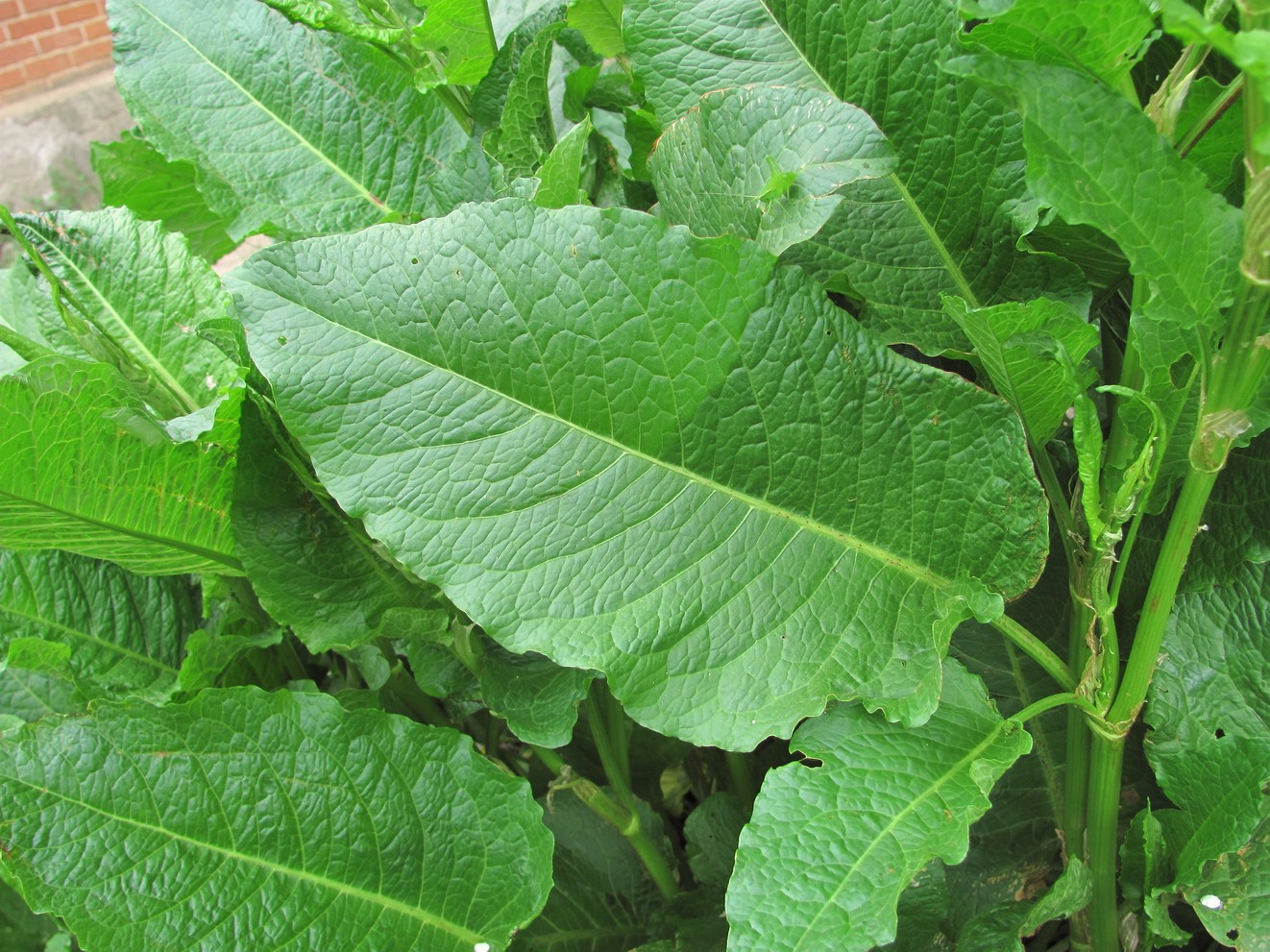 Image of Rumex obtusifolius specimen.