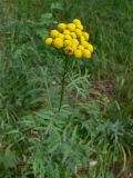 Tanacetum vulgare. Цветущее растение. Свердловская обл., г. Екатеринбург, окр. пос. Шабровский, берёзовый лес. 20.08.2018.