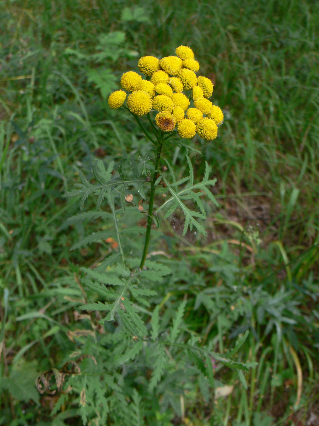 Image of Tanacetum vulgare specimen.