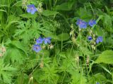 Geranium pratense. Соцветия и листья. Московская обл., Раменский р-н, пос. Ильинский, на сырой улице у мелиоративной канавы. 05.07.2017.