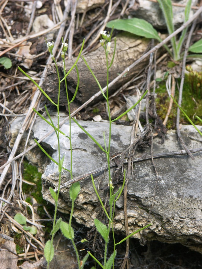 Изображение особи Arabis auriculata.