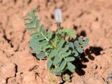 Astragalus guttatus