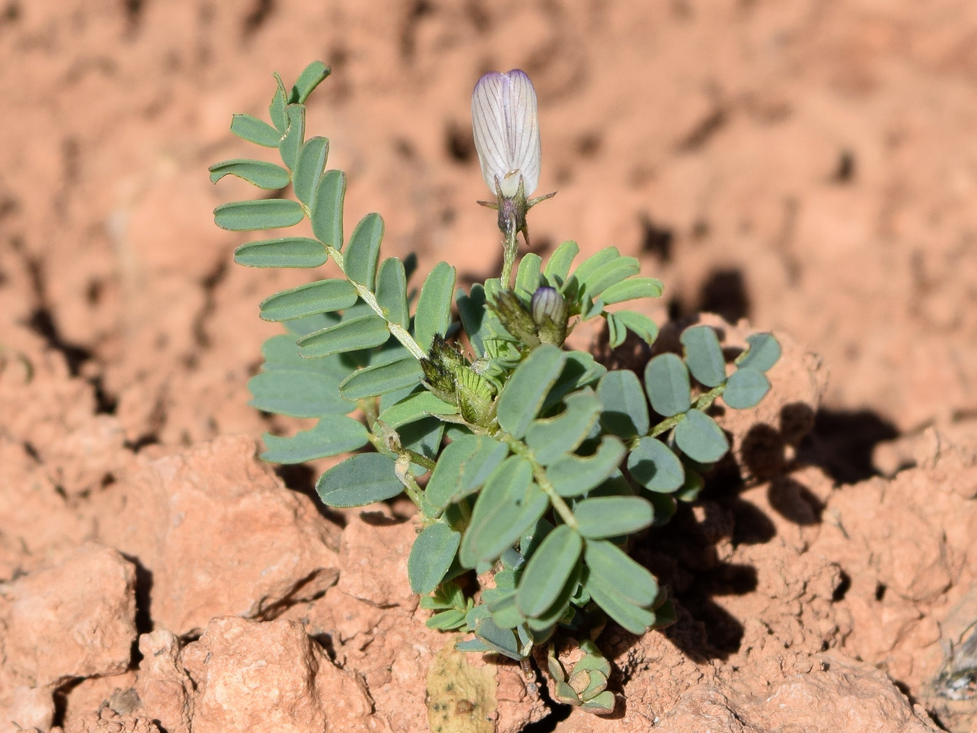 Изображение особи Astragalus guttatus.