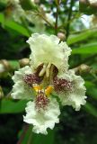 genus Catalpa