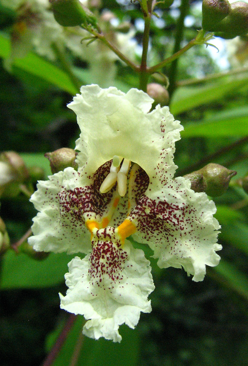 Image of genus Catalpa specimen.