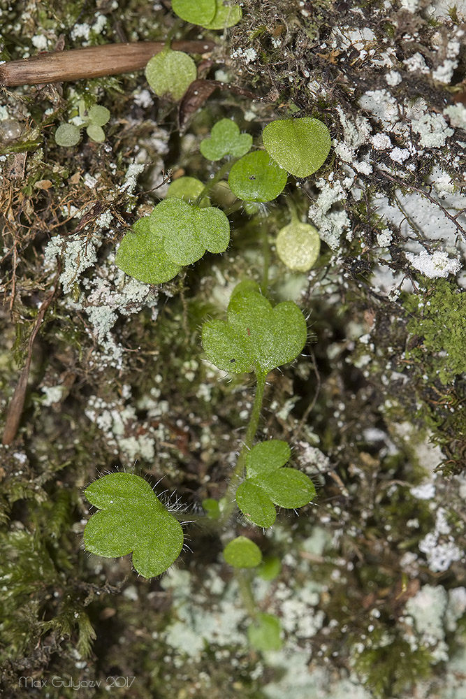 Image of Saxifraga irrigua specimen.