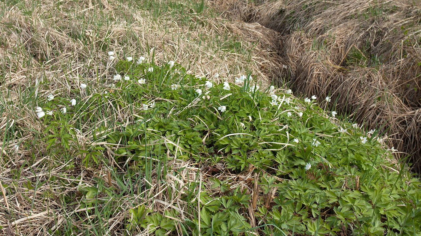 Image of Anemone nemorosa specimen.