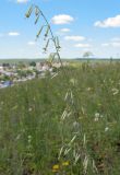 Silene chlorantha
