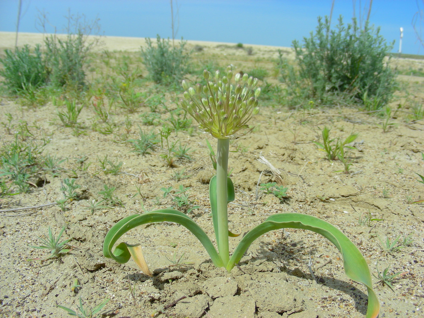 Изображение особи Allium caspium.