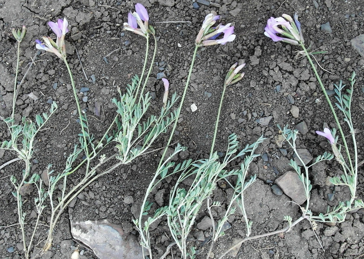 Image of Astragalus macropus specimen.