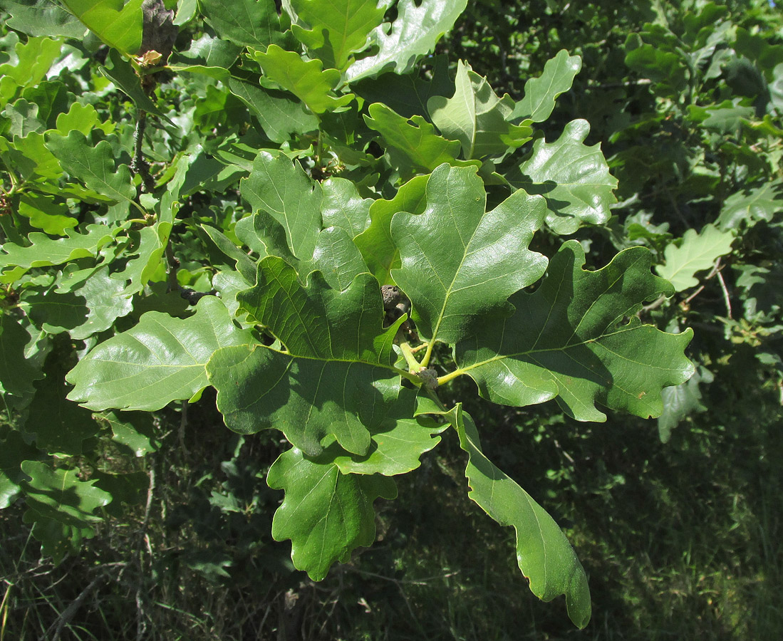 Изображение особи Quercus petraea.