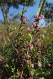 Cuscuta epithymum. Цветущее растение (основной хозяин - Jasminum fruticans). Крым, Севастополь, окр. Хомутовой балки, степь. 26.07.2019.