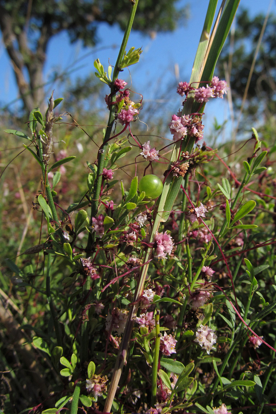 Изображение особи Cuscuta epithymum.