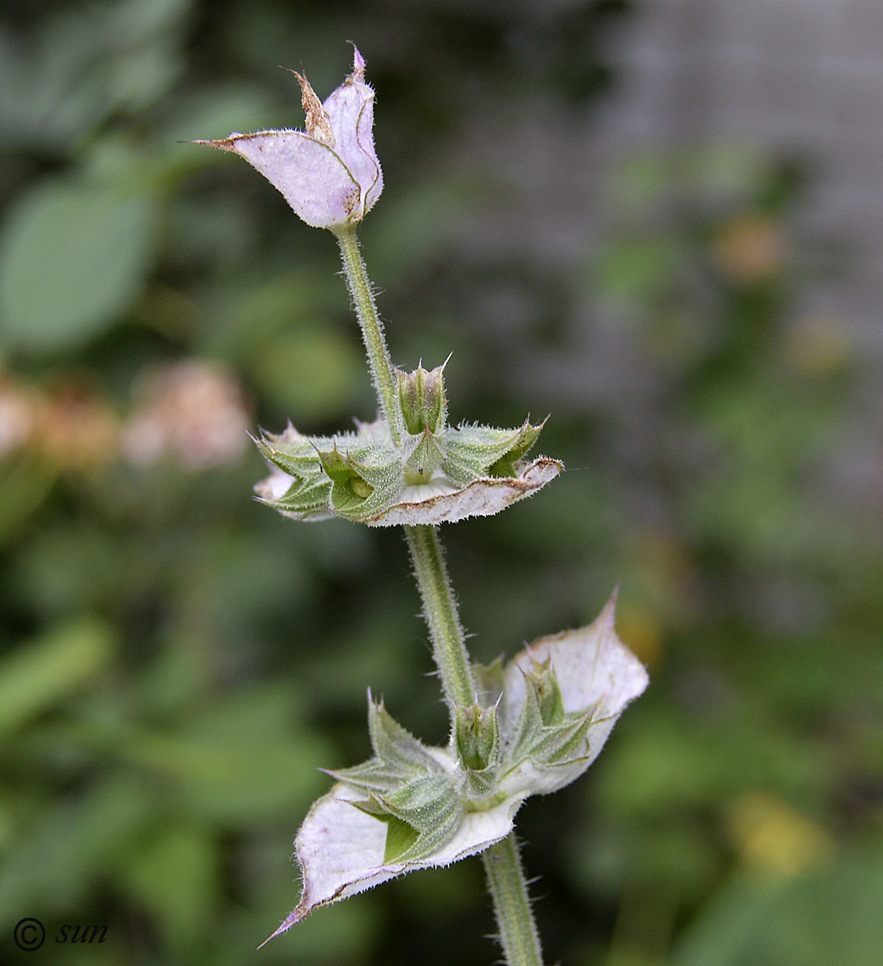 Изображение особи Salvia sclarea.