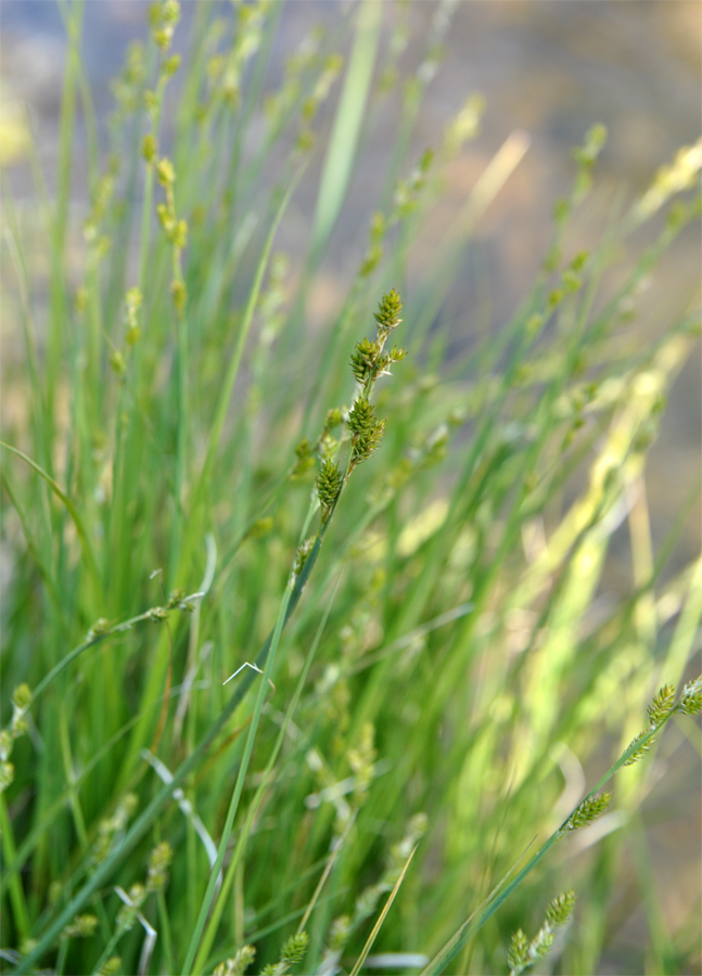 Изображение особи Carex canescens.