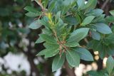 Arbutus unedo