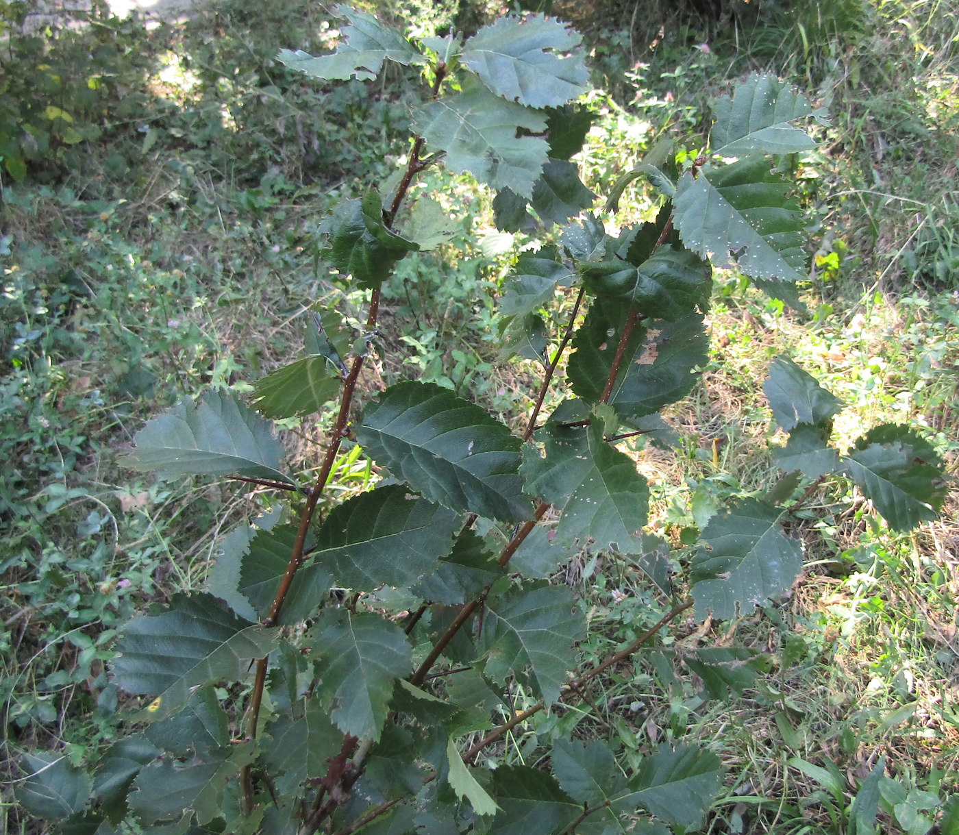 Image of genus Crataegus specimen.