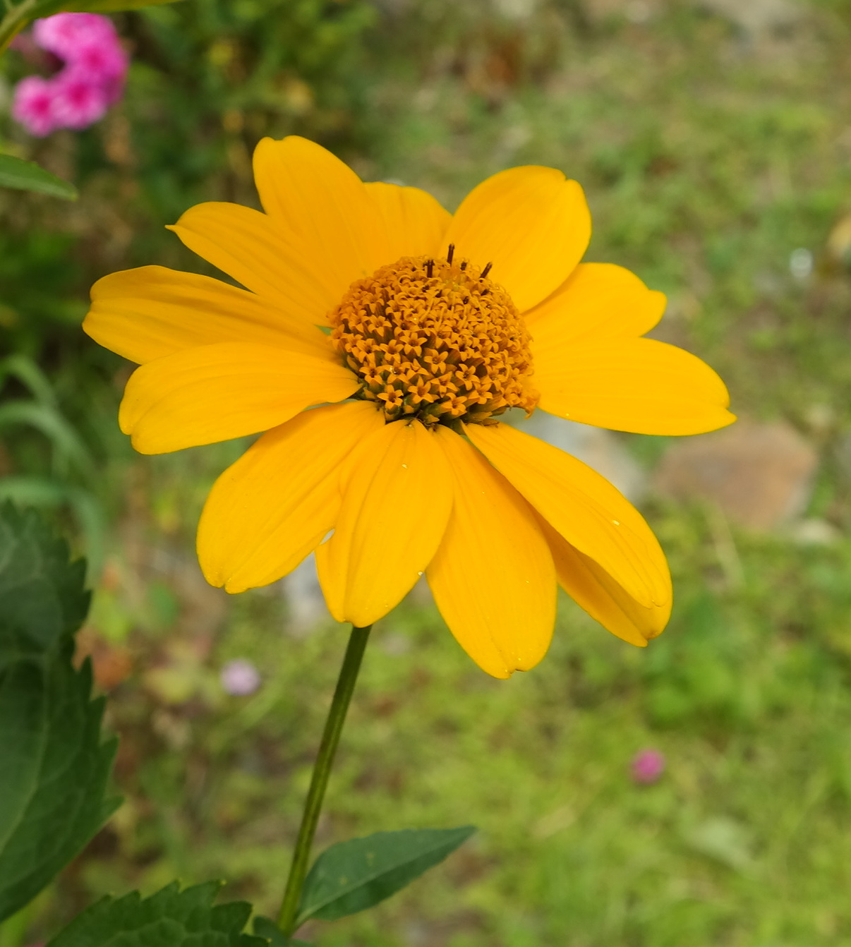 Image of Heliopsis helianthoides ssp. scabra specimen.