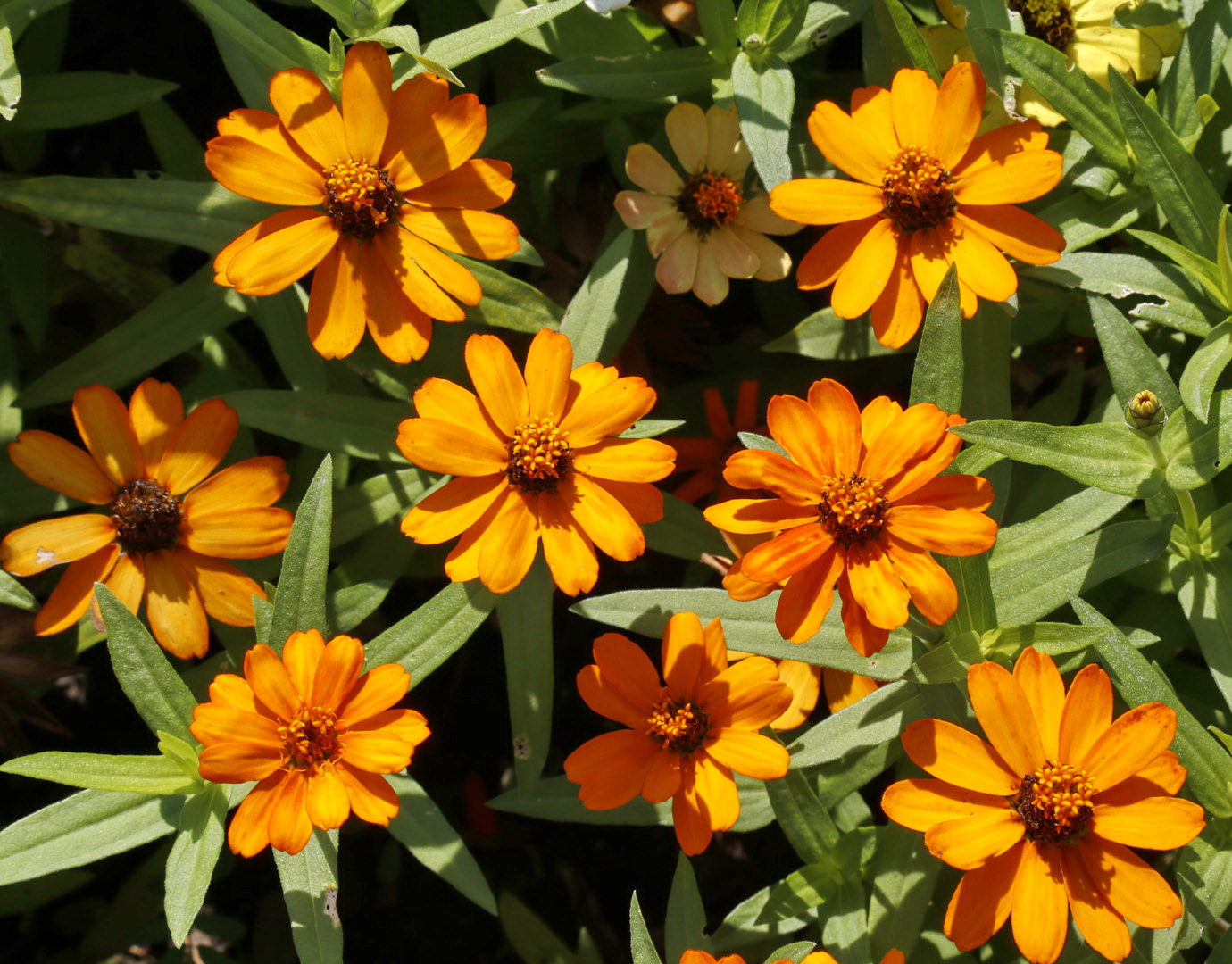 Image of Zinnia angustifolia specimen.