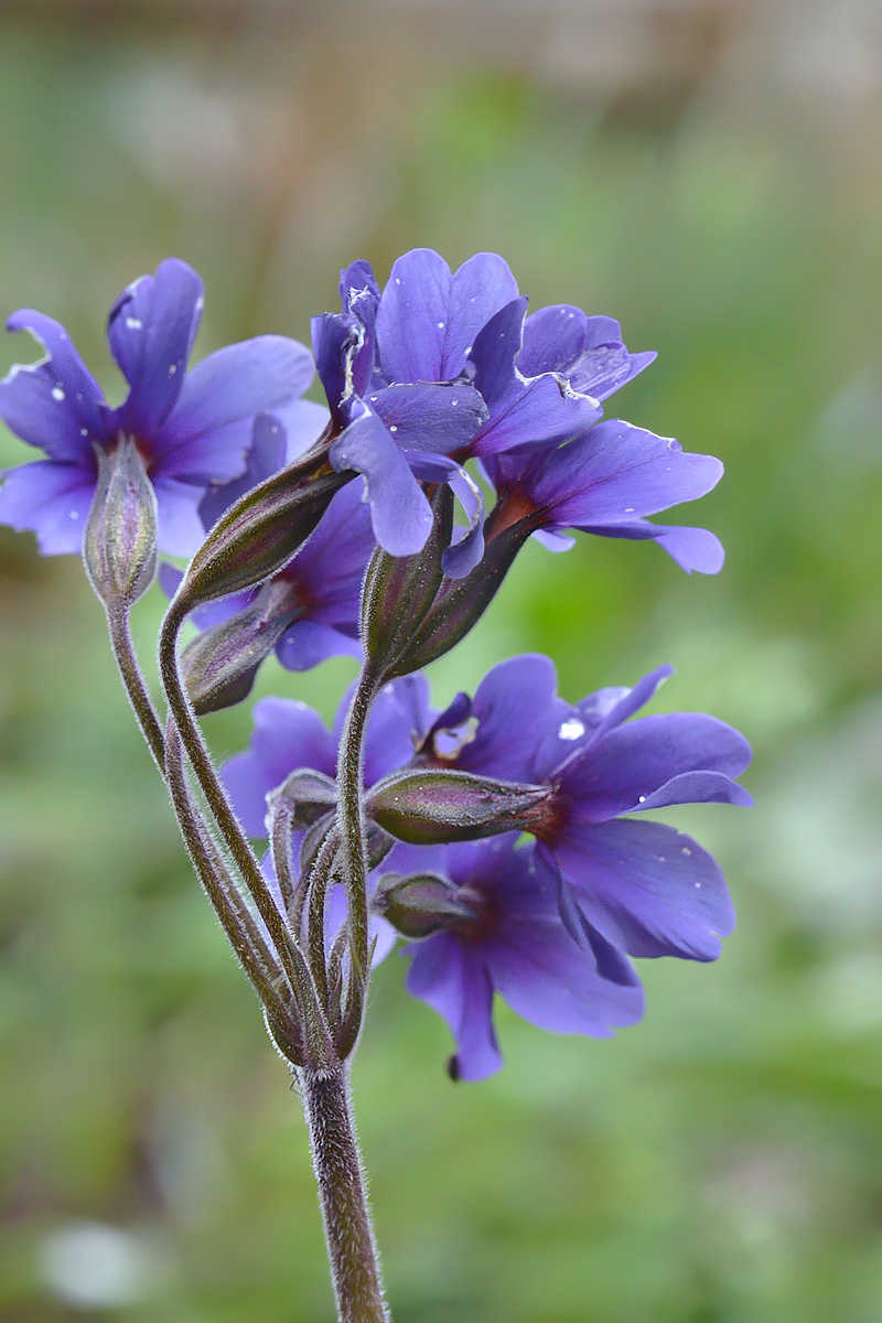 Image of Primula amoena specimen.