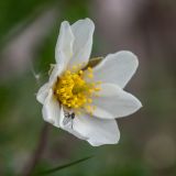 Dryas caucasica