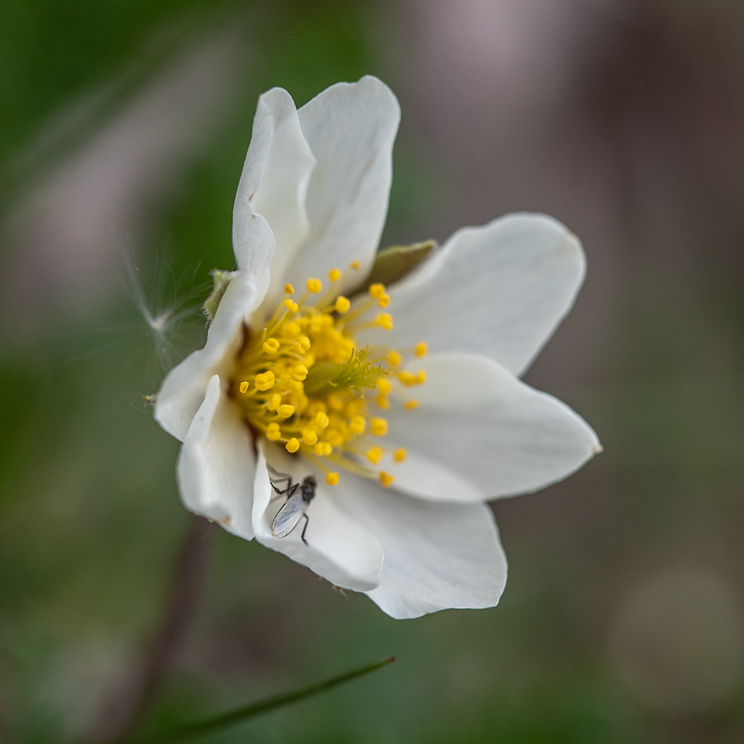 Изображение особи Dryas caucasica.