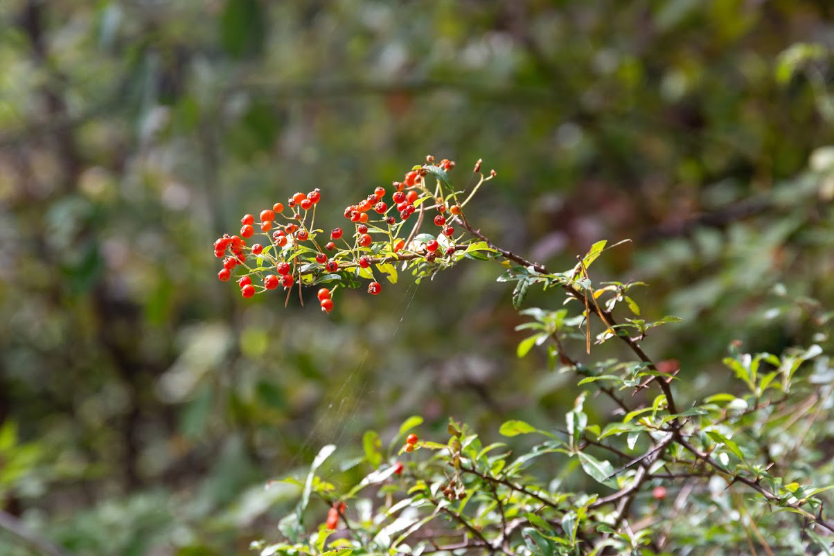 Image of Pyracantha coccinea specimen.