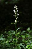 Cephalanthera damasonium. Цветущее растение. Краснодарский край, г/о Новороссийск, щель Рарагащева сев. оз. Сукко (Кипарисовое озеро), пойменный лес. 14 мая 2019 г.