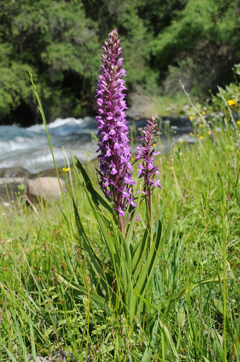 Image of Dactylorhiza umbrosa specimen.