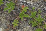 Potentilla stolonifera. Вегетирующие побеги. Сахалинская обл., Охинский р-н, окр. г. Оха, побережье Охотского моря, юго-западный берег залива Кету (Первая бухта), верхняя часть приморской сопки. 24.07.2017.