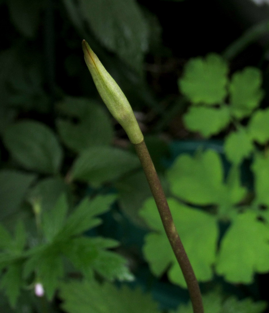 Image of Masdevallia veitchiana specimen.