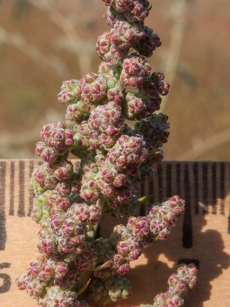 Изображение особи Chenopodium strictum.