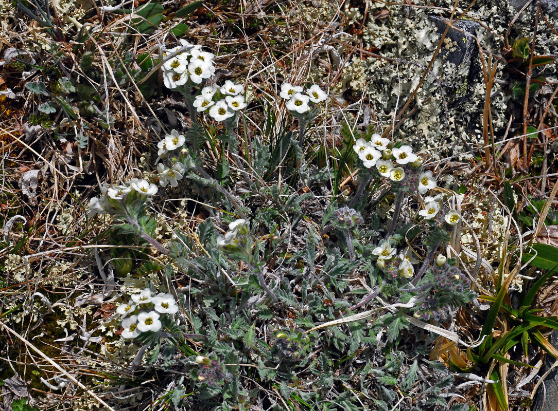 Image of Smelowskia calycina specimen.